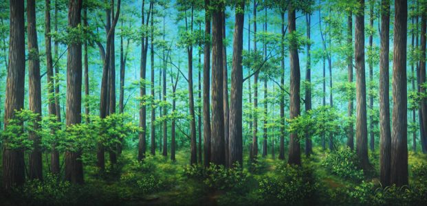 Professional Cinderella Tranquil Woods Scenic Backdrop