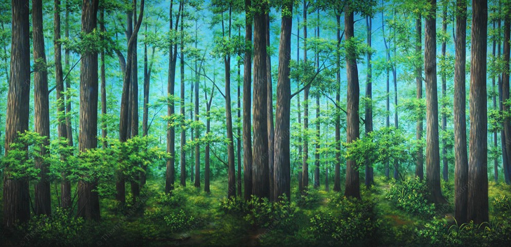 Tranquil Woods