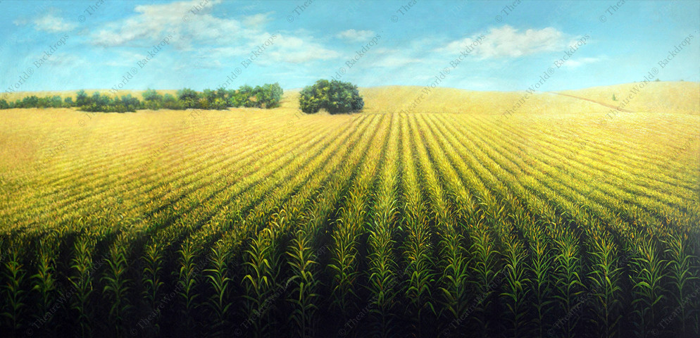 Cornfield