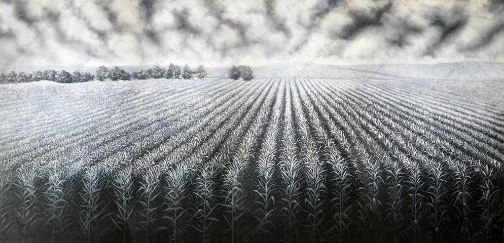 Black and White Cornfield