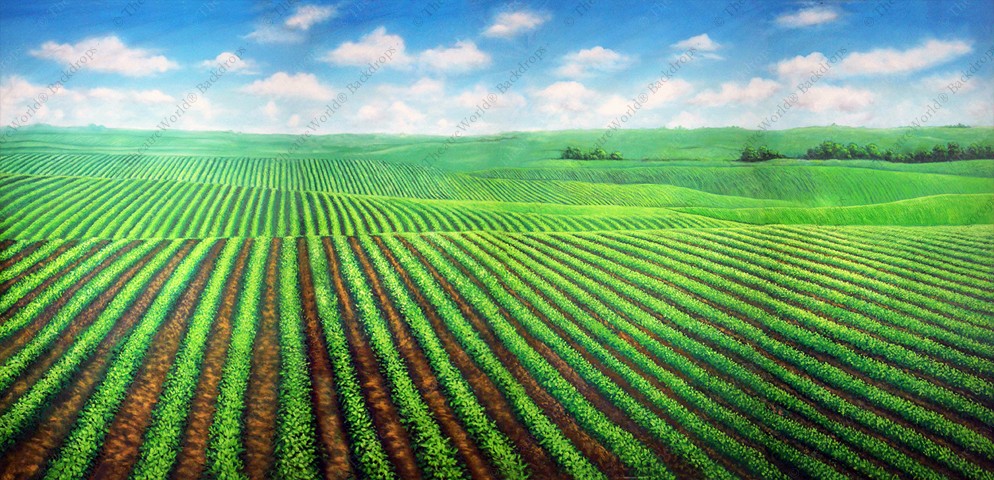 Soybean Field